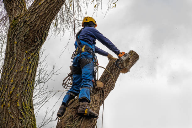 Best Aeration Services  in Hughson, CA